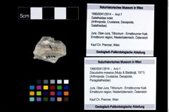 Foto (Objekt + Etikett) von Discutiolira moesica (Muţiu & Bădăluţă, 1971)  (NHMW-GEO-1990-0041-3914)